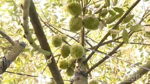 Phosphate fertiliser is widely used to stimulate durian flowering, contributing to cadmium residues.