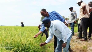 Zambia's Minister of Agriculture Reuben Mtolo Phiri learns about the OM19 rice variety grown at Tien Thuan cooperative in Thanh Quoi Commune, Can Tho. (Photo: VNA)