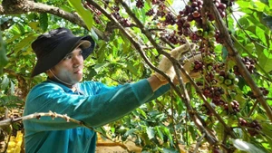 Coffee is one of the key crops with high export value in Gia Lai.