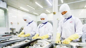 Processing seafood for export at an enterprise in Can Tho. (Photo: Anh Minh)