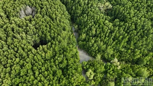 In pictures: Can Gio Mangrove Forest – the Green Lung of Ho Chi Minh City