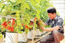 Applying advanced, water-saving irrigation brings high production efficiency in Lam Dong Province. (Photo: MAI VAN BAO/NDO)