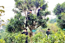 People in Dong Phuc Commune harvest Shan Tuyet tea. (Photo: TRIEU HOA/NDO)