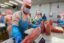Workers process tuna for export at the Ba Hai JSC factory in Dak Lak province. (VNA file photo)