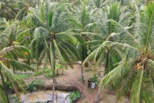 Coconut trees are facing many challenges in development (Photo: NDO)