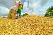 A farmer at work during rice harvest season in the Mekong Delta. (Photo: VNA)