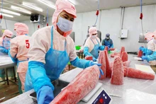 Pre-processing tuna products for export at the factory of Ba Hai Joint Stock Company in Phu Yen Province. (Photo: VNA)
