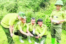 Forest rangers in Son La Province apply technological devices and software in forest management, monitoring, and protection. (Photo: NGOC TUAN)