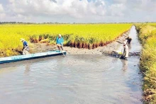 Shrimp farming and rice cultivation model in Phuoc Long Commune, Ca Mau Province, yields high and sustainable economic effectiveness. (Photo: NDO)