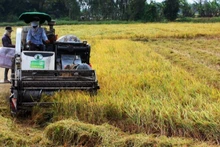 Harvesting summer-autumn rice in Can Tho City. (Photo: NDO)