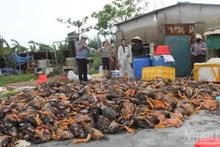 In Nghe An Province, nearly 400,000 poultry died due to flooding. (Photo: NDO)