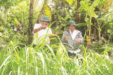 Officers from the Department of Science and Wetland Conservation under the Lung Ngoc Hoang Nature Reserve examine the growth of wild rice. (Photo: NDO)