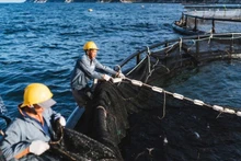 High-tech seabass farming area in Van Phong Bay, Khanh Hoa Province. (Photo: NDO)