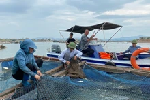 It is essential to strictly control environmental treatment products in aquaculture. (Photo: nhandan.vn)