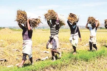Agriculture is a key cooperation area between Angola and Viet Nam. (Photo: NDO)