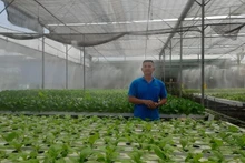 Tuan Ngoc Agricultural Cooperative pioneers the application of information technology in hydroponic vegetable cultivation. (Photo: NDO)