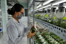 In-vitro propagation laboratory for orchid at Ho Chi Minh City High-Tech Agriculture Zone.