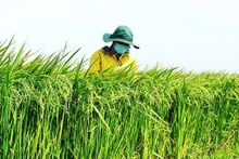 Developing green value chains is an inevitable trend in modern agricultural transformation. (Photo: nhandan.vn)