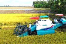 High-quality rice harvesting in Can Tho City. (Photo: NDO)