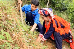 Residents in Chien Thang Village (Ho Thau Commune) replant ancient Shan Tuyet tea trees. (Photo: Huy Hanh). 