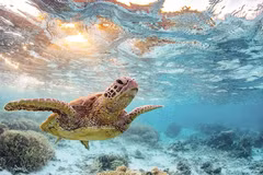 Viet Nam’s programme for the protection and sustainable development of endangered turtle populations and their habitats contributes significantly to the conservation of the country’s biodiversity. 