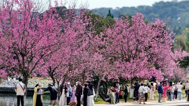 Across the mountain city of Da Lat, cherry blossoms burst into bloom, their hues likened to “the rosy lips of a loved one”, leaving countless travellers spellbound.