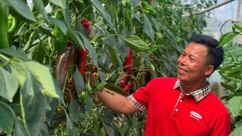 Farmers in Moc Chau (Son La) access high technology under the framework of the “Smart agriculture for future generations” project.