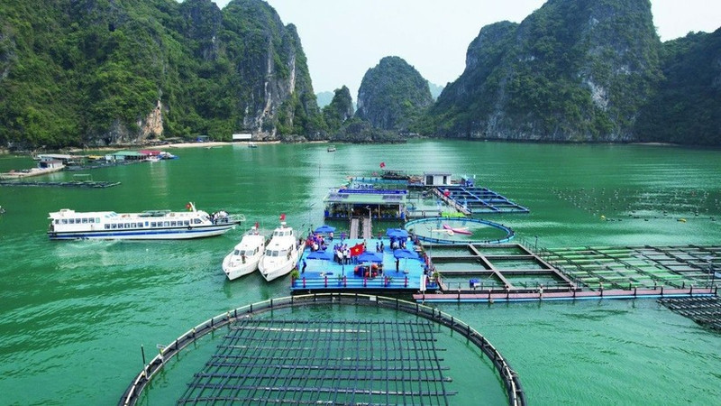 Aquaculture model using modern marine farming technology combined with experiential tourism in Quang Ninh. (Photo: Phu Van)