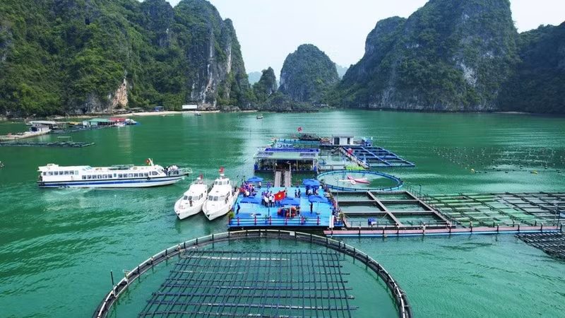 Aquaculture model using modern marine farming technology combined with experiential tourism in Quang Ninh. (Photo: Phu Van) 