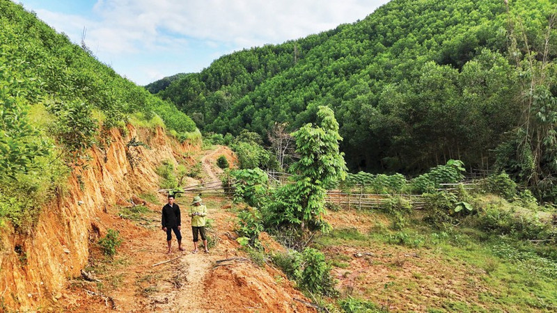 Forest owners are currently unable to trade carbon credits due to the absence of specific policy provisions.