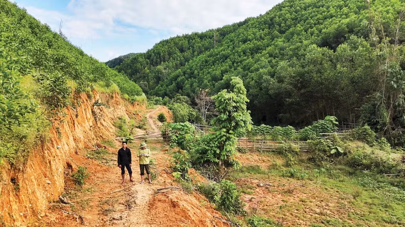 Forest owners are currently unable to trade carbon credits due to the absence of specific policy provisions.