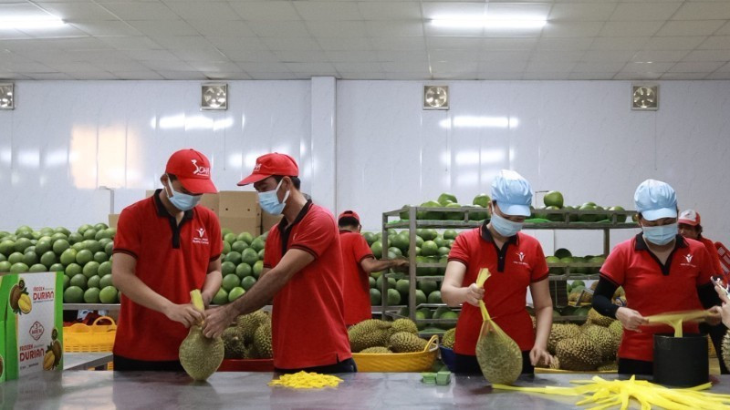 Workers package fruit for export at Vina T&T Group. (Photo: MINH ANH)