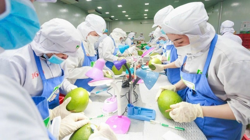 Technical processing of pomelos before export at Chanh Thu Fruit Import-Export Group Joint Stock Company. (Photo: Minh Anh)