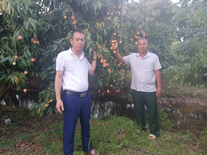 Vu Hong Ngan (right) at his family’s egg-shaped lychee orchard