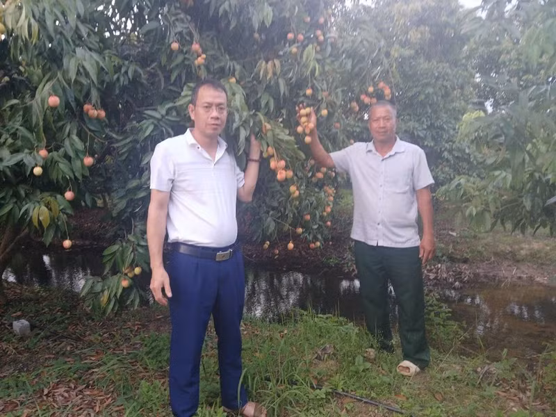 Vu Hong Ngan (right) at his family’s egg-shaped lychee orchard