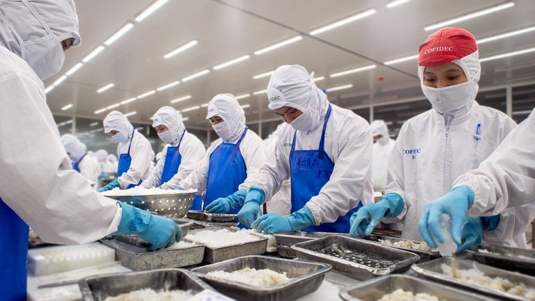 Frozen shrimp processing for export at Duyen Hai Economic Development Company (COFIDEC), Ho Chi Minh City. (Photo: CTV)
