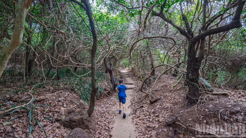 To reach this “eye of the sea”, visitors embark on an enjoyable walk along a shaded path lined with tranquil primary forest trees on the mountainside.