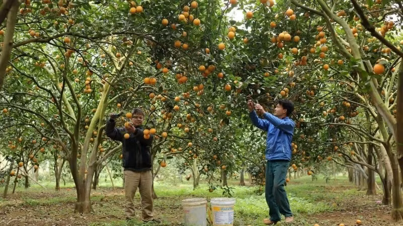 Farmers in Hoa Binh Province harvest oranges. (Photo: AN THANH DAT)