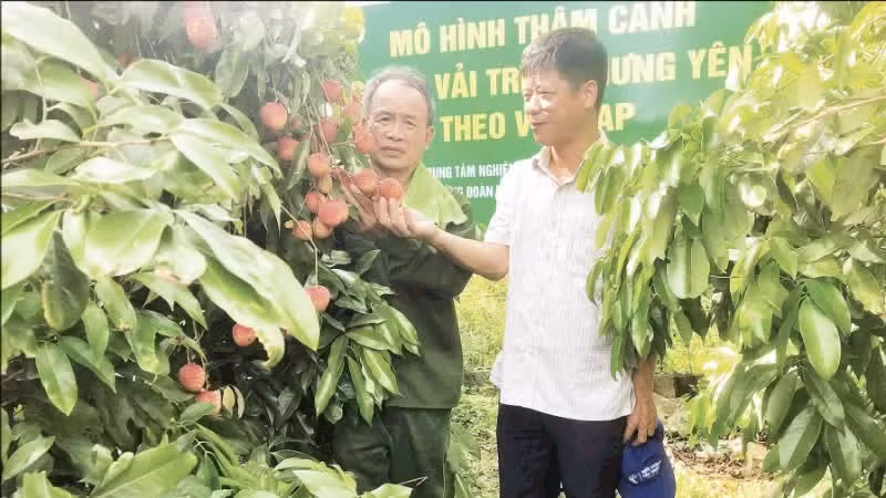 Le Ngoc Thuong’s VietGAP-oriented intensive lychee orchard in Doan Dao Commune, Hung Yen Province, has generated significant economic benefits. (Photo: Nguyen Phuc)