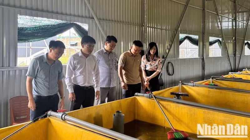 Leaders of Tran Phu Ward directly inspect outstanding economic development models in the area. (Photo: NGO TUAN)