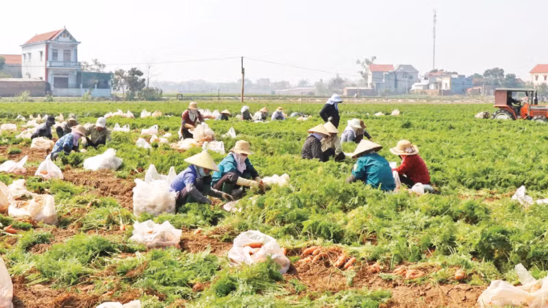 Residents of Cao Duc Commune (Bac Ninh Province) harvest carrots.