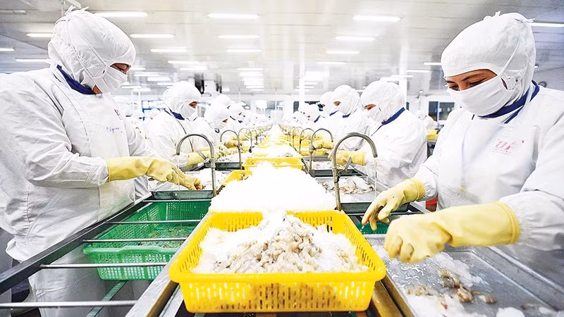 Many seafood enterprises have begun implementing blockchain technology to verify product origin and environmentally friendly production processes. (Photo: Thanh Dat)