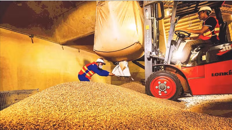 Coffee processing for export at Simexco DakLak. (Photo: MINH ANH)