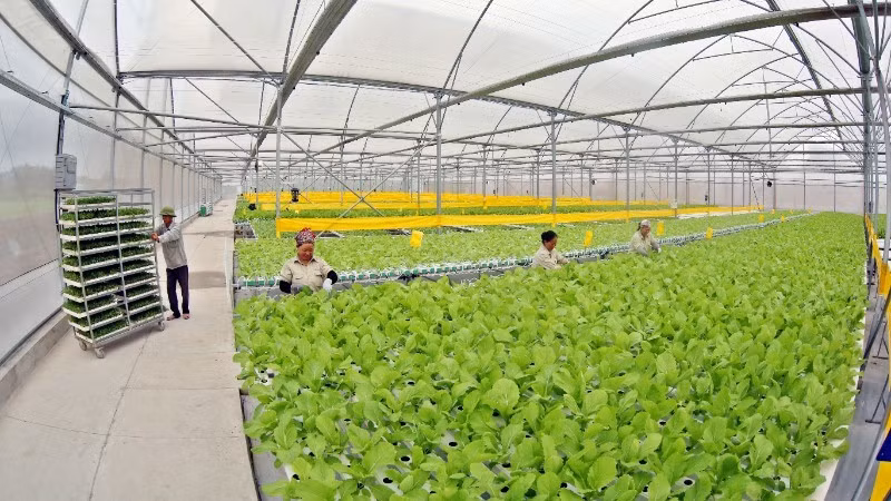 Hydroponic vegetable cultivation area using Israeli technology at VinEco Tam Dao Farm. (Photo: TRAN AN)