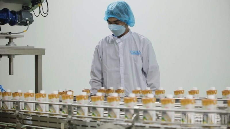 Processing agricultural products at Thabico Tien Giang Food Industry JSC