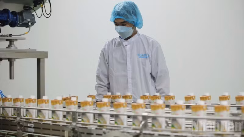 Processing agricultural products at Thabico Tien Giang Food Industry JSC