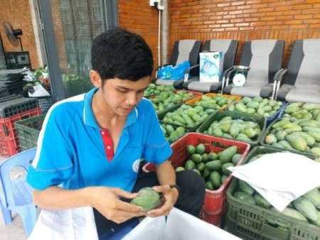 A member of the Cu Lao Gieng GAP Cooperative labels exported mangoes with traceability tags. (Photo: Nhan Dan)