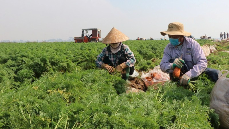 Harvesting carrots in Cao Duc Commune (Bac Ninh Province).