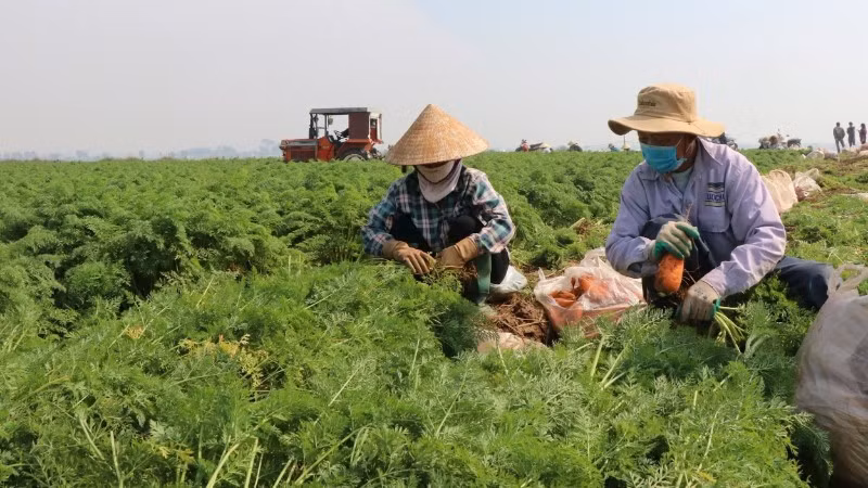 Harvesting carrots in Cao Duc Commune (Bac Ninh Province).