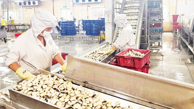 Viet Truong Company (Hai Phong) has gradually recovered, and the factory’s operations have now returned to nearly 100%.